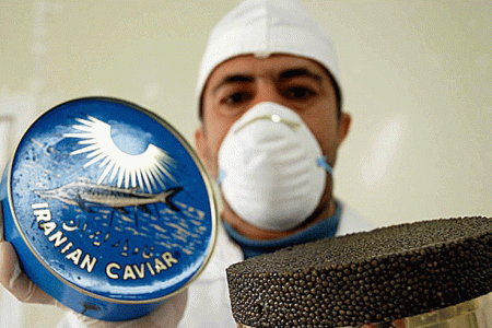 بیش از پنج هزار تن خاویار تولیدی در گیلان