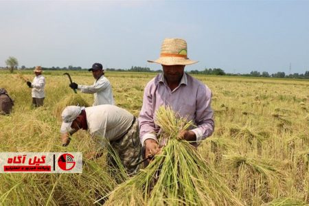 کشاورزان قبل از برداشت برنج، به نماینده بیمه مراجعه کنند