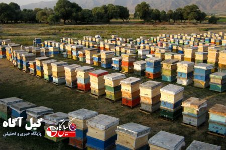 بیش از ۶ هزار تن عسل تولیدی در گیلان