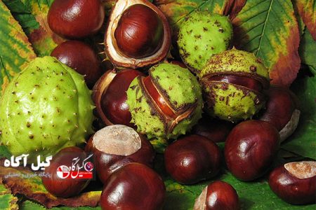 آغاز برداشت محصول شاه  بلوط/ شفت قطب تولید شاه بلوط در ایران