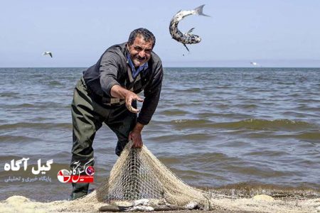 فصل صید ماهیان استخوانی در گیلان تمدید شد