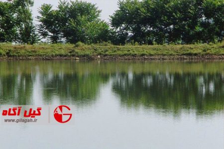 تولید برنج با استفاده از آب باران در گیلان