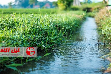 افزایش بهره مندی آب سبز برای تولید برنج سفید گیلان