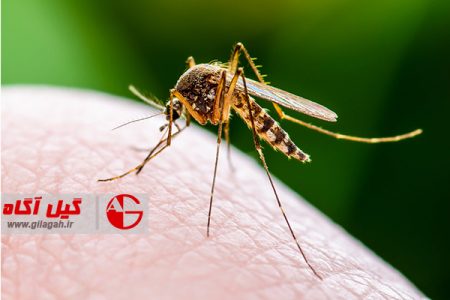 هشدار درباره پشه آئدس در گیلان