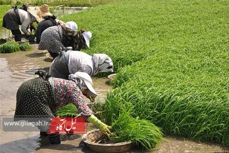 تب شالیزار درکمین شالیکاران است