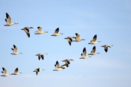 تالاب‌ها را برای حفظ پرندگان آبدار نگه داریم