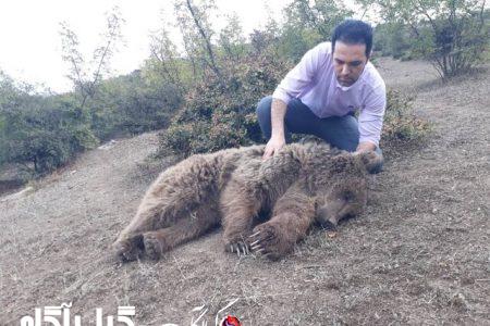 نجات و رهاسازی موفق یک قلاده خرس قهوه ای