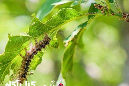 کنترپل آفت پسته، مگس زیتون و آفت شمشاد با همکاری سازمان انرژی اتمی