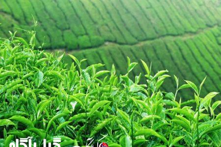 خرید برگ سبز چای بیش از ۱۸ درصد افزایش یافت