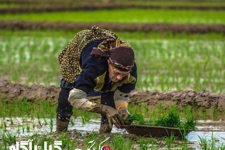 ۶۰۰ دوبیتی عامیانه گیلان منتشر شد
