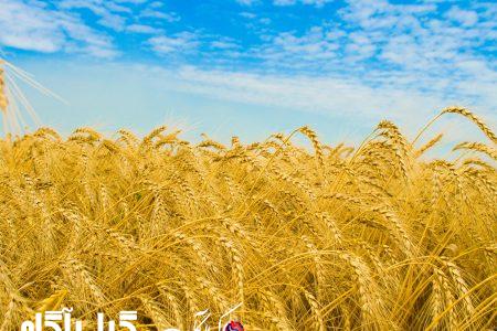 ایران بالای ۱۵۰ درصد ذخیره گندم،جو و روغن دارد