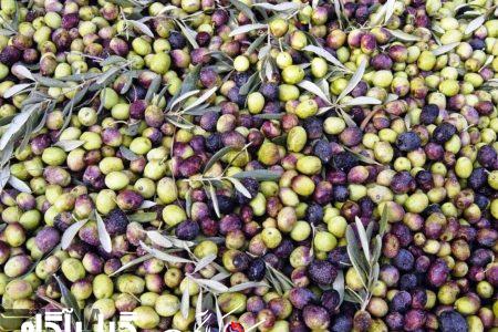 پنج میلیارد ریال مطالبات زیتونکاران گیلان پرداخت شد