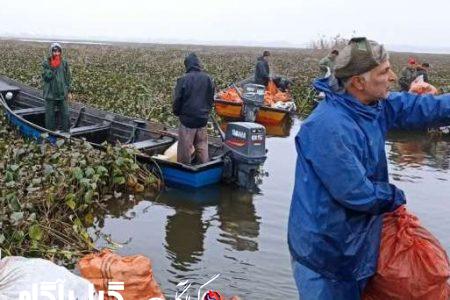 پاکسازی مناطق غربی تالاب انزلی از گیاه مهاجم سنبل آبی