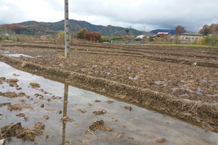 شخم اولیه نیمی از شالیزار‌های گیلان