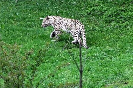 <strong>گیلان جولانگاه پلنگ در ایران</strong>