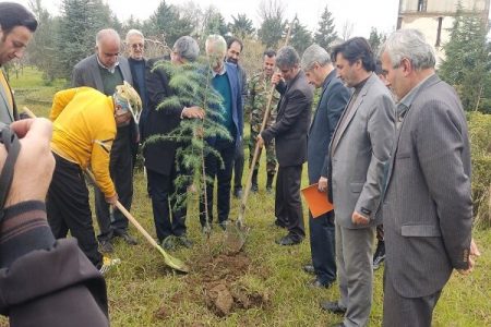 کسب رتبه نخست گیلان در تولید و زراعت چوب کشور