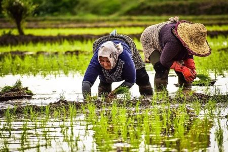 پرداخت وام قرض الحسنه به مستمری بگیران صندوق بیمه اجتماعی کشاورزان