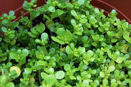 گیاهی سرشار از امگا ۳