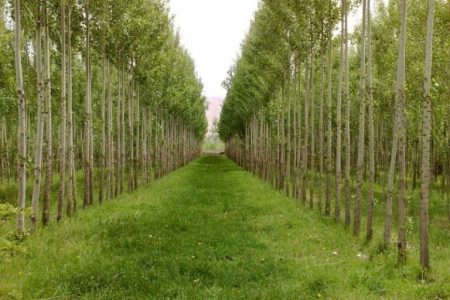 زراعت ۵۰۰ هکتاری چوب در گیلان طی امسال