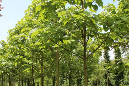 کاشت درخت پائولونیا جرم محسوب می شود و پیگرد قانونی دارد