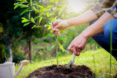 گیلانیان به نام خود درخت بکارند