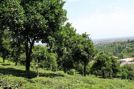 پایان مهلت بیمه محصولات کشاورزی در گیلان