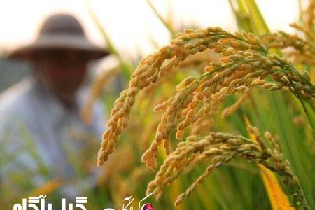 هشدار جهاد کشاورزی نسبت به افزایش افت بلاست در شالیزارهای گیلان