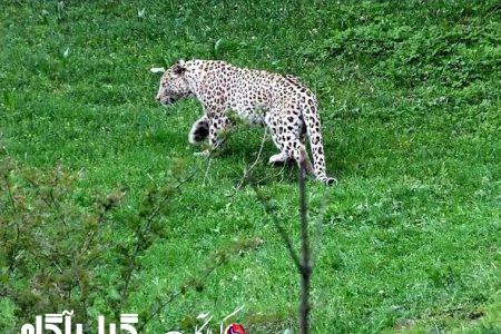 پرسه پلنگ در چای باغ‌های گیلان