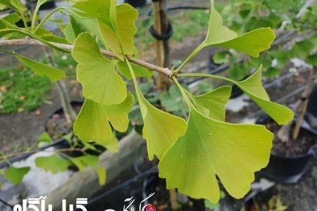 تقویت حافظه با یک عصاره گیاهی