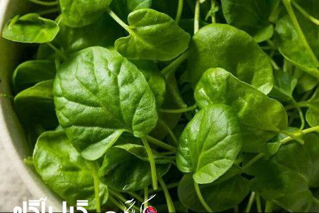 سالم‌ترین و مغذی‌ترین ماده غذایی جهان چیست؟