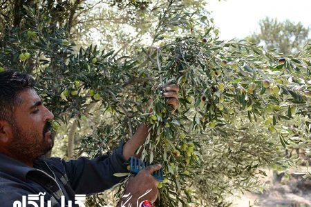 آغاز برداشت دانه‌های روغنی زیتون در گیلان