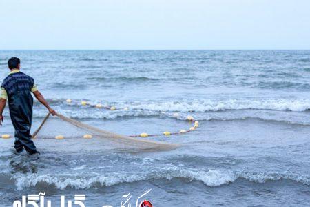 کاهش ۴ درصدی صید ماهی کلیکا در گیلان