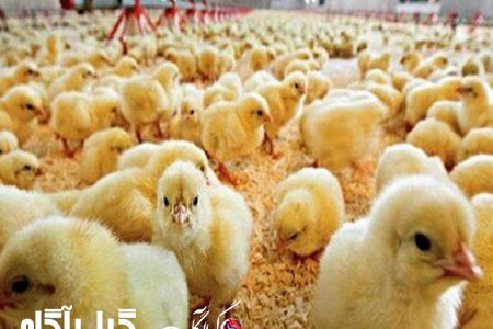 جوجه‌ریزی بیش از ۱۲ میلیون قطعه در گیلان