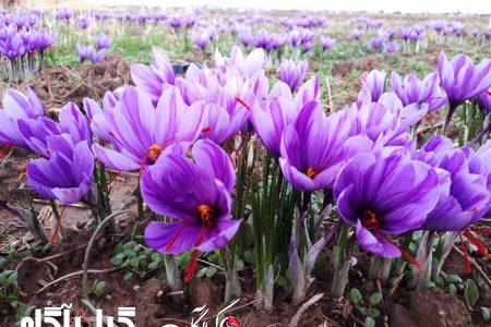زعفران ۵۶۰ میلیارد ریال برای کشاورزان گیلانی درآمدزایی دارد