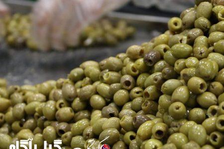 برداشت زیتون روغنی در گیلان آغاز شد