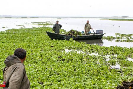پاکسازی بیش از ۱۵۰ تن گیاه مهاجم سنبل آبی در تالاب انزلی