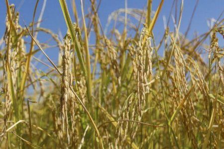 برداشت راتون در ۱۵ هزار هکتار از شالیزارهای گیلان