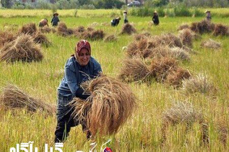 جشنواره فرهنگی خرمن برگزار می‌شود