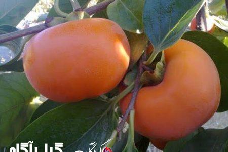 ورود محصول نوبرانه خرمالو به بازارهای گیلان