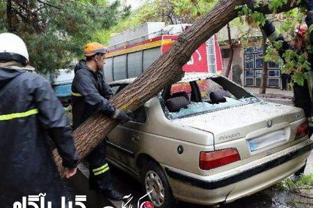 رشتوندان تا ۱۵ روز آینده کنار درختان خودروهایشان را پارک نکنند