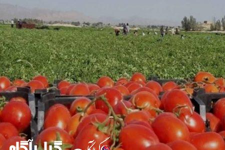 وعده‌ای در خصوص قیمت گوجه‌فرنگی