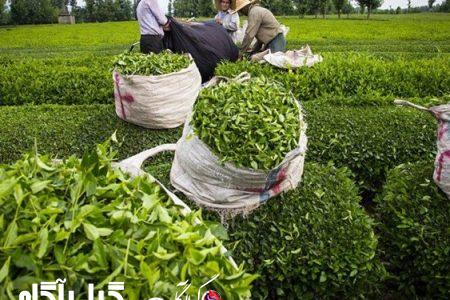 تاکنون ۸۲ درصد مطالبات چای‌کاران پرداخت شده است