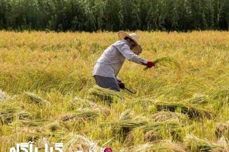 قیمت برنج منجر به نارضایتی کشاورزان شده است
