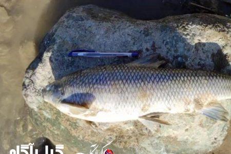 جزئیات صید غیرمجاز ماهی با برق در گیلان