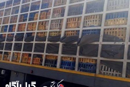 توقیف ۱۰ کامیون مرغ زنده بدون مجوز در غرب گیلان
