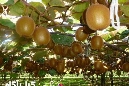 صادرات ۳۲ میلیون دلاری کیوی‌کاران گیلانی به ۹ کشور