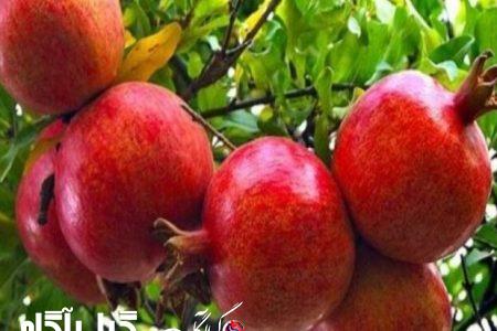 معجزه انار در درمان این بیماری‌ها