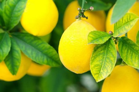 ویتامین C نجات بخش ریه‌ها در برابر آلودگی هوا/ بالای ۱۲ ساله ها ویتامین D مصرف کنند