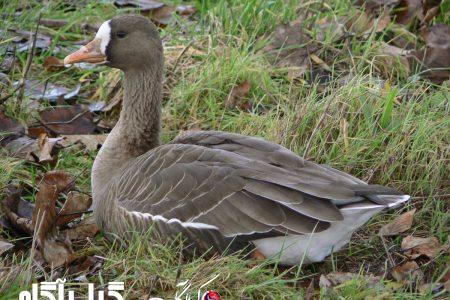نخستین دسته غاز پیشانی سفید در تالاب انزلی فرود آمدند