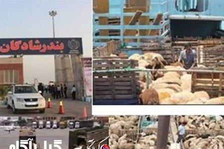 واردات بدون محدودیت دام زنده توسط مرزنشینان مجاز شد